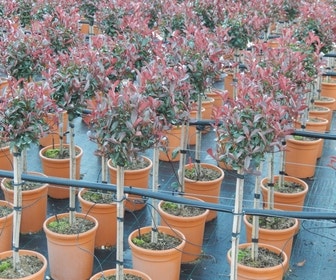 Glänzender Zwergmispel auf Stamm (Photinia fraseri 'Carré rouge')