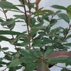 Glanzmispel (Photinia fraseri 'Louise')