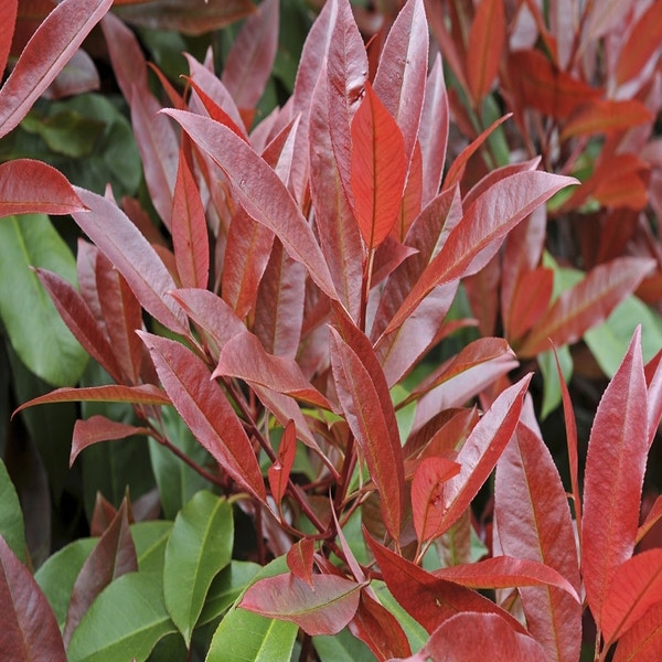 Glänzmispel als Spalier (Photinia fraseri 'Red Robin')