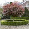 Glanzmispel als Baum (Photinia fraseri 'Red Robin')