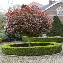 Glanzmispel als Baum (Photinia fraseri 'Red Robin')