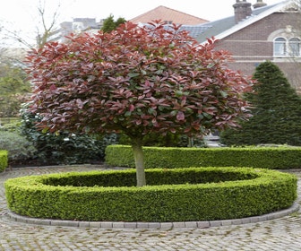 Glanzmispel als Baum (Photinia fraseri 'Red Robin')