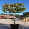 Glanzmispel Halbstamm als Spalierbaum (Photinia fraseri 'Red Robin')