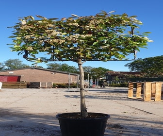 Glanzmispel Halbstamm als Spalierbaum (Photinia fraseri 'Red Robin')