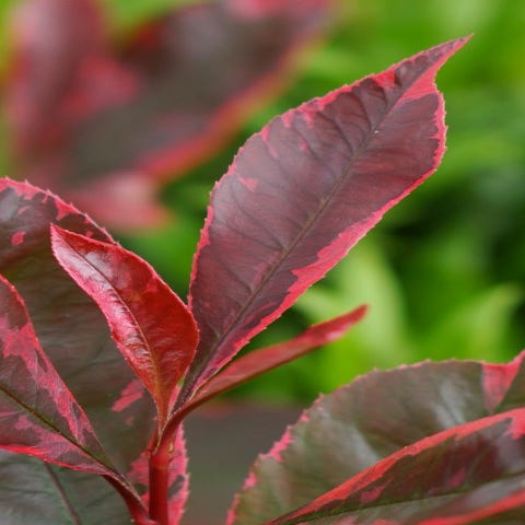 Glanzmispel (Photinia fraseri 'Louise')