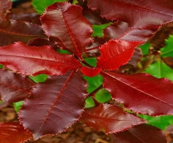 Glanzmispel (Photinia 'Magical Volcano')