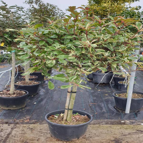 Glanzmispel auf Stamm (Photinia fraseri 'Pink Marble')