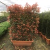 Glanzmispel-Heckenpflanze (Photinia fraseri 'Red Robin')
