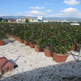 Glnzmispel als Spalier (Photinia fraseri 'Red Robin')