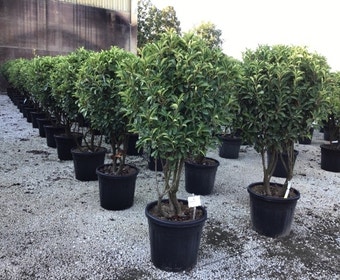 Mehrstämmige Rotbuchen-Photinia (Photinia fraseri 'Red Robin')
