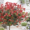 Rotbuchen-Zierquitte als Baum (Photinia fraseri 'Little Red Robin')