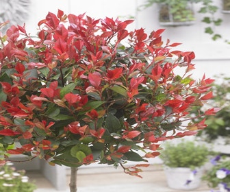Glänzender Zwergmispel auf Stamm (Photinia fraseri 'Little Red Robin')