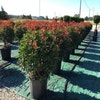 Glänzender Zwergmispel als Kugelform (Photinia fraseri 'Carré Rouge')
