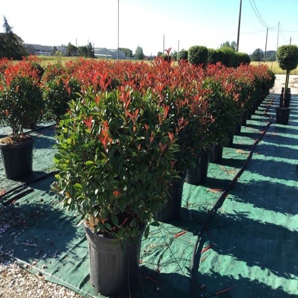 Glänzender Zwergmispel als Kugelform (Photinia fraseri 'Carré Rouge')