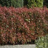 Glanzmispel (Photinia fraseri 'Red Robin')