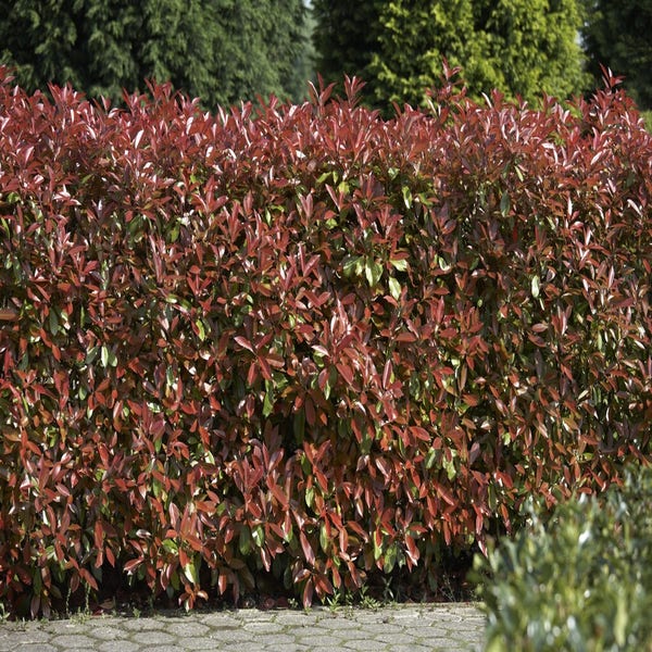 Haag van Glansmispel (Photinia fraseri 'Red Robin')