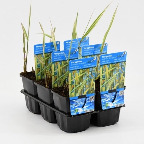 Buntes Schilfrohr (Phragmites australis Variegatus)