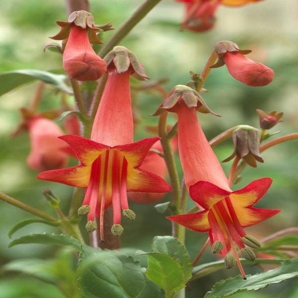 Kap-Fuchsie (Phygelius capensis)