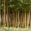 Bambus (Phyllostachys aureosulcata 'Spectabilis')
