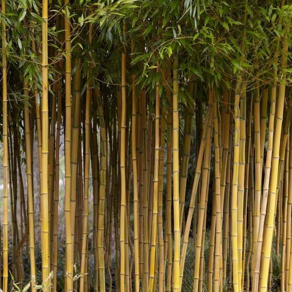 Bambus (Phyllostachys aureosulcata 'Spectabilis')