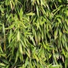 Bambus (Phyllostachys bissetii)