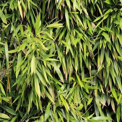 Bamboe (Phyllostachys bissetii) 