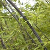 Bambus (Phyllostachys nigra)