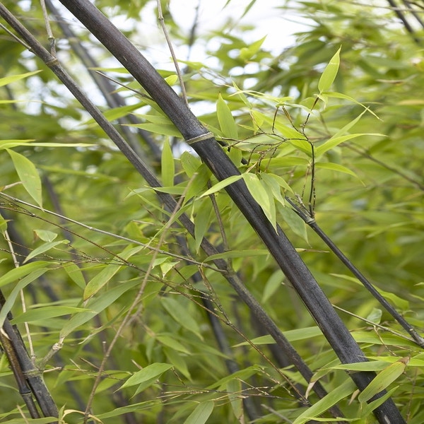 Phyllostachys nigra bamboe met zwarte stengels
