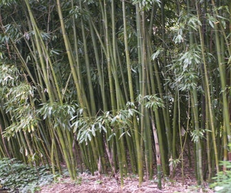 Bambus (Phyllostachys viridiglaucescens)