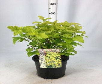 Blasenspiere (Physocarpus opulifolius 'Angel Gold')