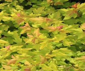 Blasenspiere (Physocarpus opulifolius 'Dart's Gold')