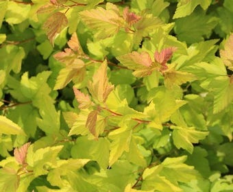 Blasenspiere (Physocarpus opulifolius 'Dart's Gold')