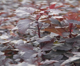 Blasenspiere (Physocarpus opulifolius 'Diabolo')
