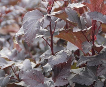 Blasenspiere (Physocarpus opulifolius 'Diabolo')