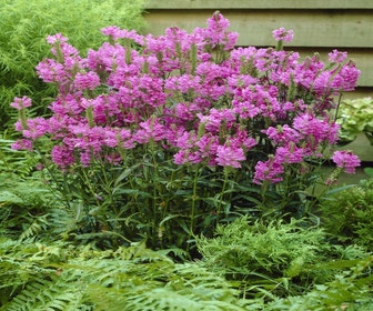 Scharnierpflanze (Physostegia virginiana 'Bouquet Rose')
