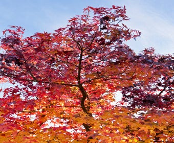 Große Amberbaum (Liquidambar styraciflua 'Worplesdon')