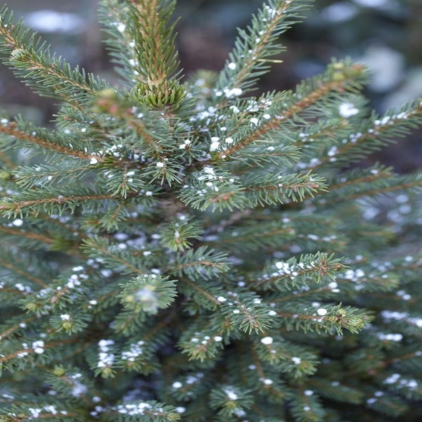 Fichten (Picea abies)