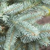 Fichten (Picea abies)