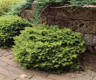 Kissenfichte (Picea abies 'Little Gem')