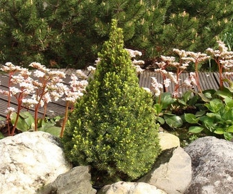 Zwerg-Fichte (Picea glauca 'Zuckerhut')
