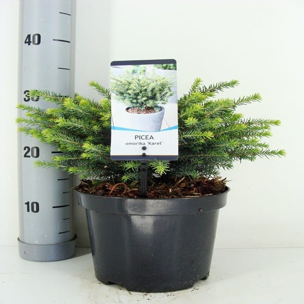 Servische spar (Picea omorika 'Karel') 25/30cm zomer