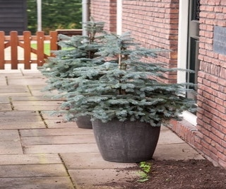 Norwegische Blaufichte (Picea pungens 'Erich Frahm')