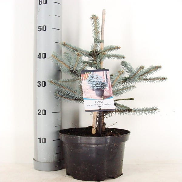 Noorse blauwspar (Picea pungens 'Erich Frahm') 30/40 cm