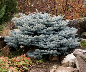 Colorado-Fichte (Picea pungens 'Glauca Globosa')