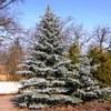 Fichte (Picea pungens 'Hoopsii')