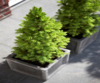Spar (Picea glauca 'Conica')