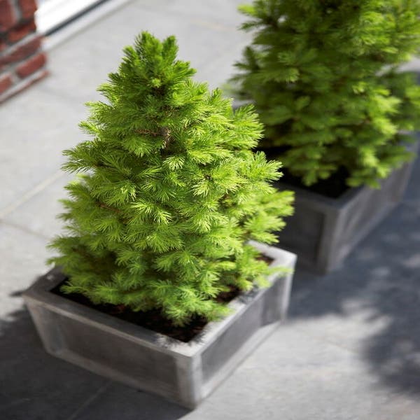 Mini kerstboom Picea glauca 'Conica'