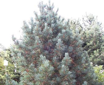 Alpenzeder 'Glauca'