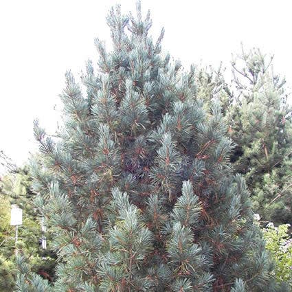 Alpenzeder 'Glauca'