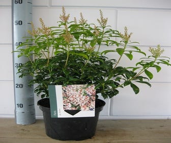Steinheide (Pieris japonica 'Bonfire')